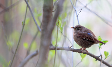Картинка животные птицы птичка