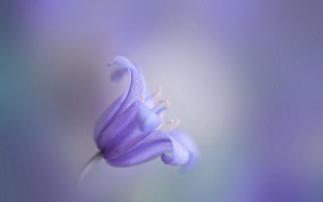 Картинка цветы колокольчики боке колокольчик цветок сиреневый