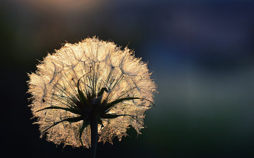 Картинка цветы одуванчики пушинки одуванчик капли