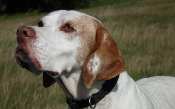 Картинка животные собаки взгляд