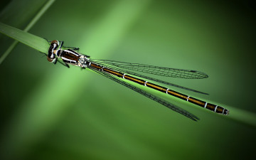 Картинка животные стрекозы зеленый
