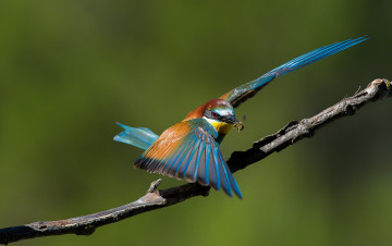 Картинка животные щурки+ пчелоеды еда зелёный фон птица ветка