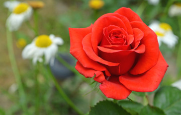 Картинка цветы розы красный