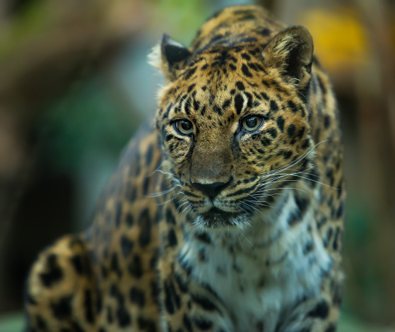 Обои картинки фото животные, леопарды, леопард