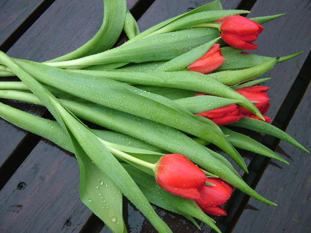 Обои картинки фото цветы, тюльпаны, красный