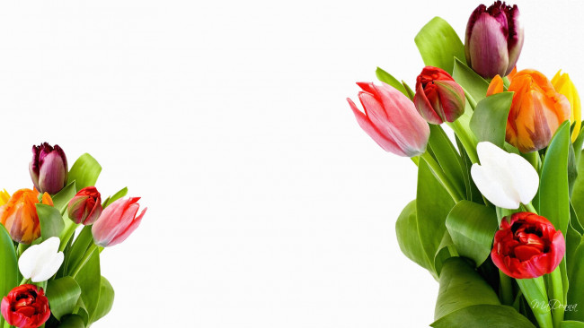 Обои картинки фото цветы, тюльпаны, бутоны
