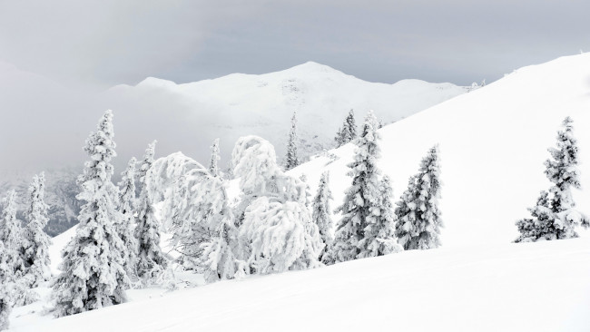 Обои картинки фото природа, зима, снег, деревья