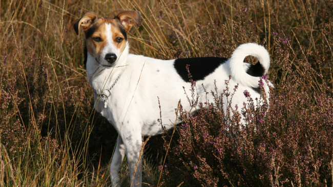 Обои картинки фото животные, собаки, взгляд