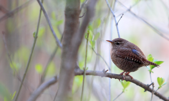 Обои картинки фото животные, птицы, птичка