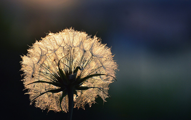 Обои картинки фото цветы, одуванчики, пушинки, одуванчик, капли