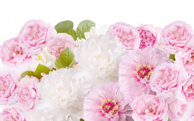 Обои картинки фото цветы, разные вместе, листики, розы, пионы
