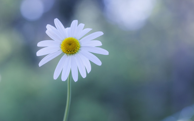 Обои картинки фото цветы, ромашки, ромашка, блики, фон, цветок, белый