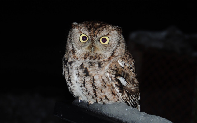 Обои картинки фото животные, совы, взгляд