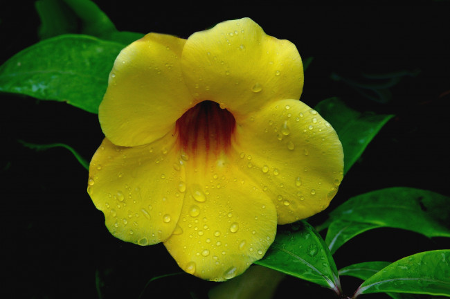 Обои картинки фото цветы, алламанда, желтый