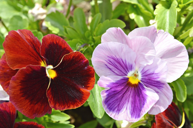 Обои картинки фото цветы, анютины глазки , садовые фиалки, пара