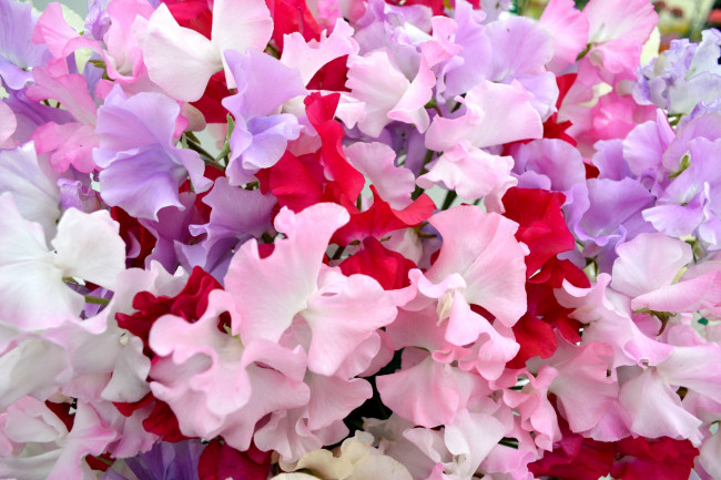 Обои картинки фото цветы, душистый горошек, розовый