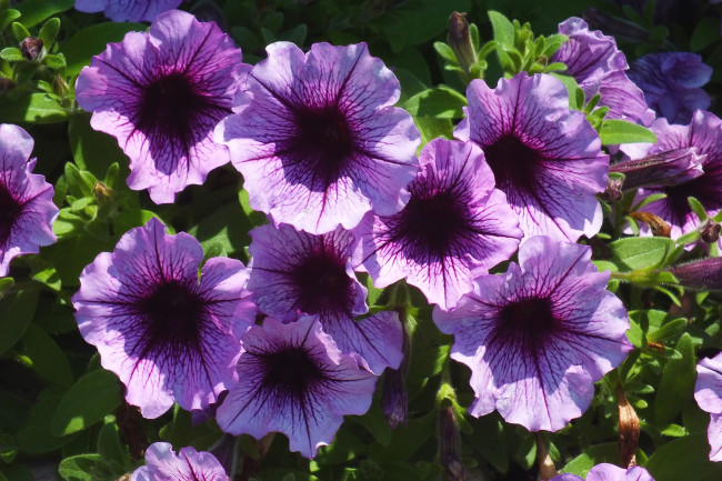 Обои картинки фото цветы, петунии,  калибрахоа, макро