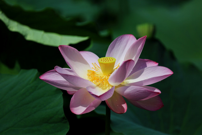 Обои картинки фото цветы, лотосы, лепестки