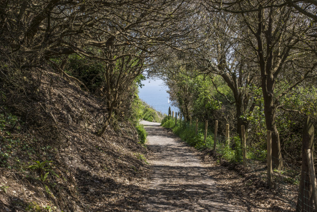 Обои картинки фото природа, дороги, тропинка, деревья