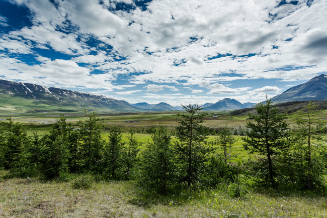 Обои картинки фото природа, пейзажи, ели, равнина, горы