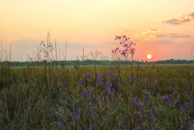 Обои картинки фото природа, восходы, закаты, луг, солнце