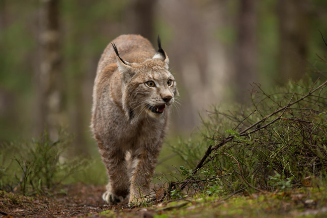 Обои картинки фото животные, рыси, природа, лес, животное, рысь, хищник, дикая, кошка