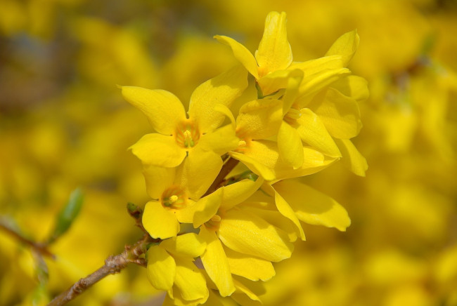 Обои картинки фото цветы, ракитник , метельник, желтый, форзиция