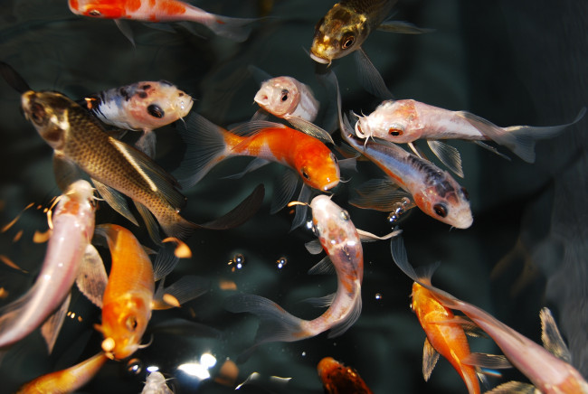Обои картинки фото животные, рыбы, кои