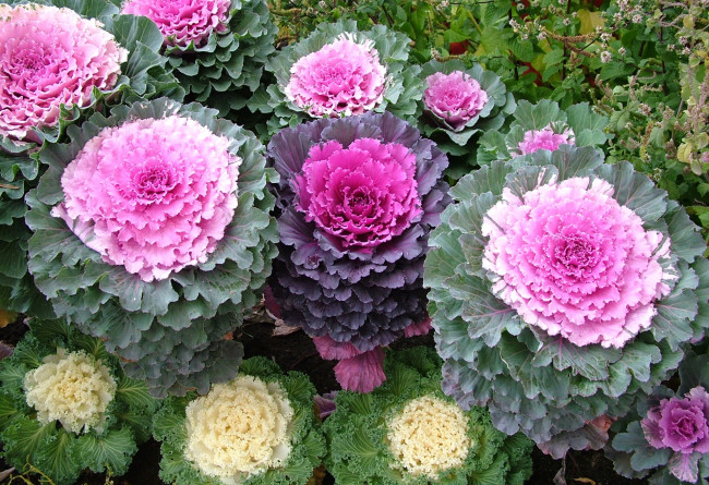 Обои картинки фото цветы, декоративная капуста, капуста
