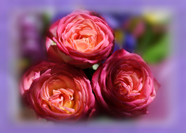 Обои картинки фото цветы, розы, розовые