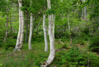 Картинка природа лес деревья