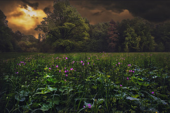 Картинка природа лес деревья