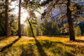 Картинка природа лес деревья