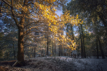 Картинка природа лес деревья