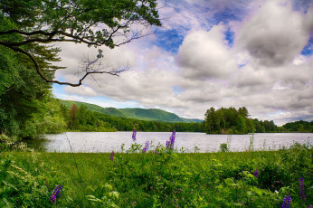 Картинка природа реки озера река лес