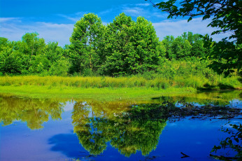 Картинка природа реки озера река лес