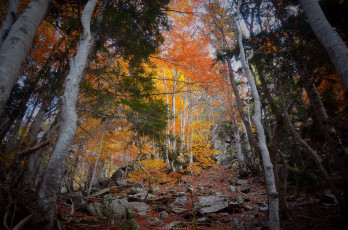 Картинка природа лес деревья