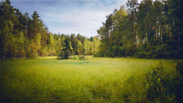 Картинка природа лес деревья