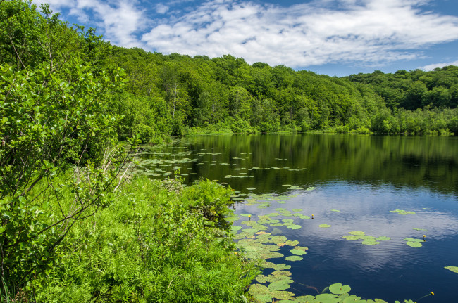 Обои картинки фото природа, реки, озера, река, лес