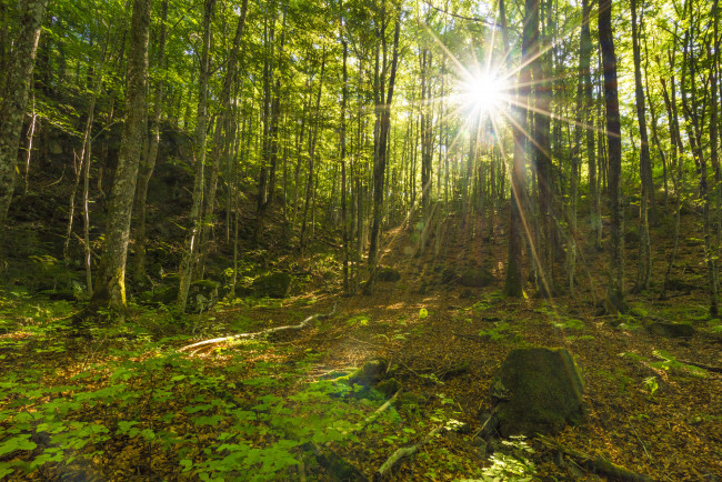 Обои картинки фото природа, лес, деревья