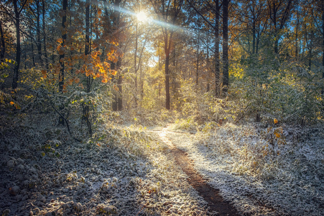 Обои картинки фото природа, лес, деревья