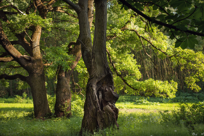 Обои картинки фото природа, лес, деревья