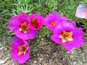 Картинка цветы портулак лето солонец