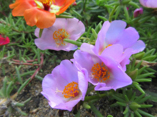 Картинка цветы портулак лето солонец