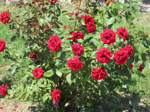 Картинка цветы розы красные