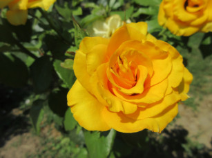 Картинка цветы розы жёлтые