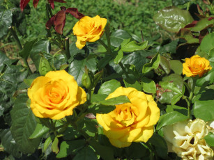 Картинка цветы розы жёлтые