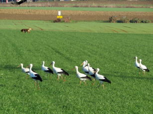 обоя животные, журавли, птицы, поле