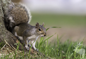 Картинка животные белки белка ушка лапки хвостик милашка