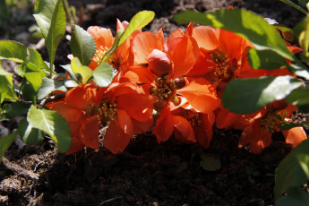 Картинка цветы айва дача весна природа цветущие кустарники сад декоративно-цветущие май японская